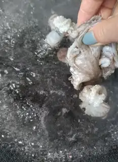 Make Onions of octopus step 4
