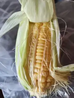 Make Fresh corn paste step 0