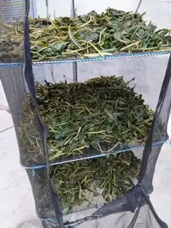 Make Homemade tea step 3