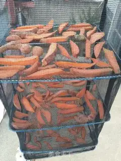 Make Three tans, three tans, and dried potatoes step 4