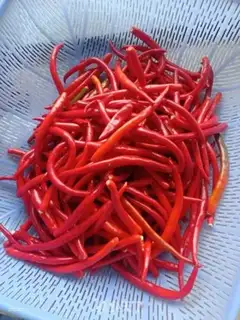 Make Blue pepper pepper sauce step 1