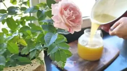 Make Peach juice step 6