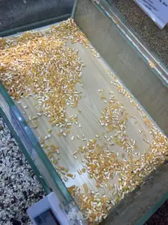 Make Chew step 0