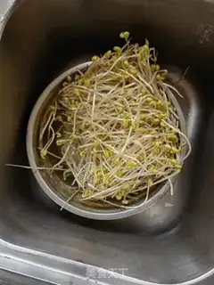 Make Bean sprouts step 0