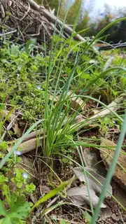 Make Wild onion fried eggs step 0