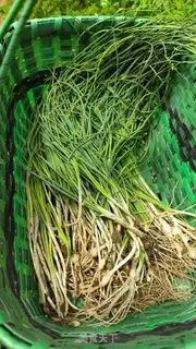 Make Wild onion fried eggs step 1
