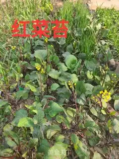 Make Red-created soybeans step 0