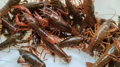 Make Lobster step 0