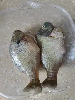 Make Red sunfish step 0
