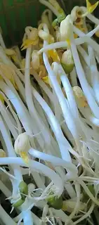 Make cucumber with green bean sprouts step 0