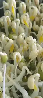 Make Green bean sprouts step 0