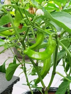 Make Six chili step 0