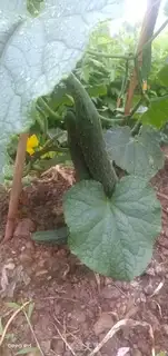 Make They always cook cucumbers step 0
