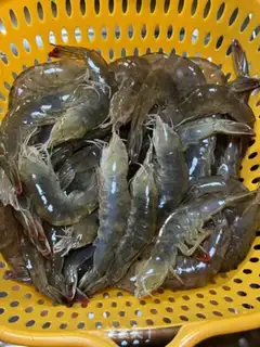 Make Shrimp step 0