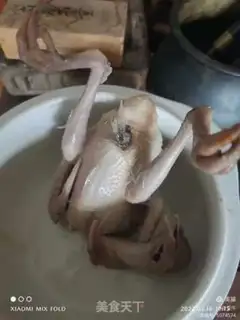 Make Pigeons with fins step 0