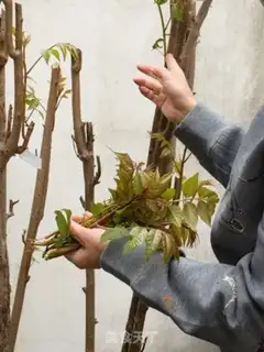 Make Fried eggs with sprouts step 0