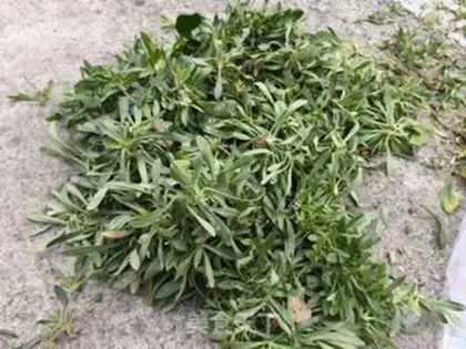 Make Steam noodles step 0
