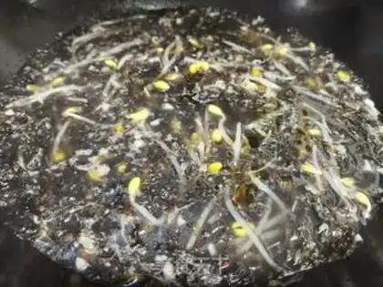 Make Soybeans soup step 8